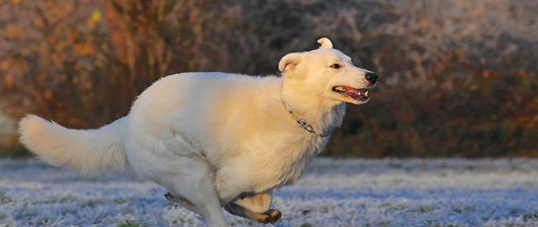 Berger blanc suisse